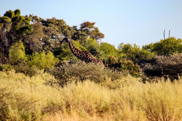 Chobe - Savuti Trail: Elephant & Big Cats (4 days 3 Nights)