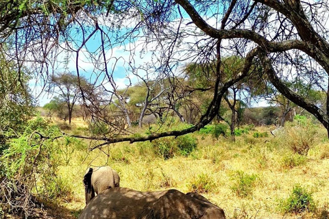 Arusha : Excursion d&#039;une journée dans le parc national d&#039;Arusha