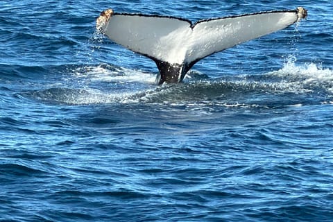 From Cape Town: Hermanus Whale Watching & Penguin Tour