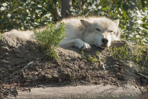 Anchorage: Alaska Wildlife Tour with Hotel Pickup