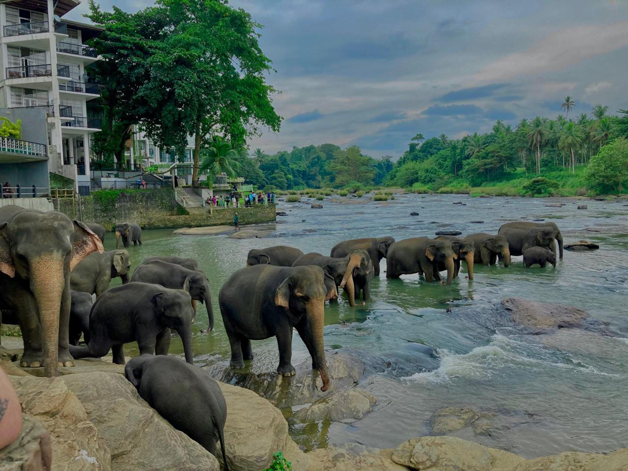 Kandy Highlights & Pinnawala Elefanten-Erlebnis mit dem Tuk-Tuk