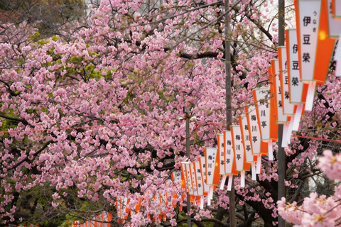 Tokyo: Sky Lunch, Ueno Cherry Blossom & Meguro Night Trip