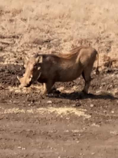 Tour Privato Di Un Giorno Al Parco Del Lago Nakuru Con Giro In Barca