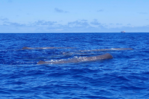 São Miguel, Azores: Whale and Dolphin Watching Tour