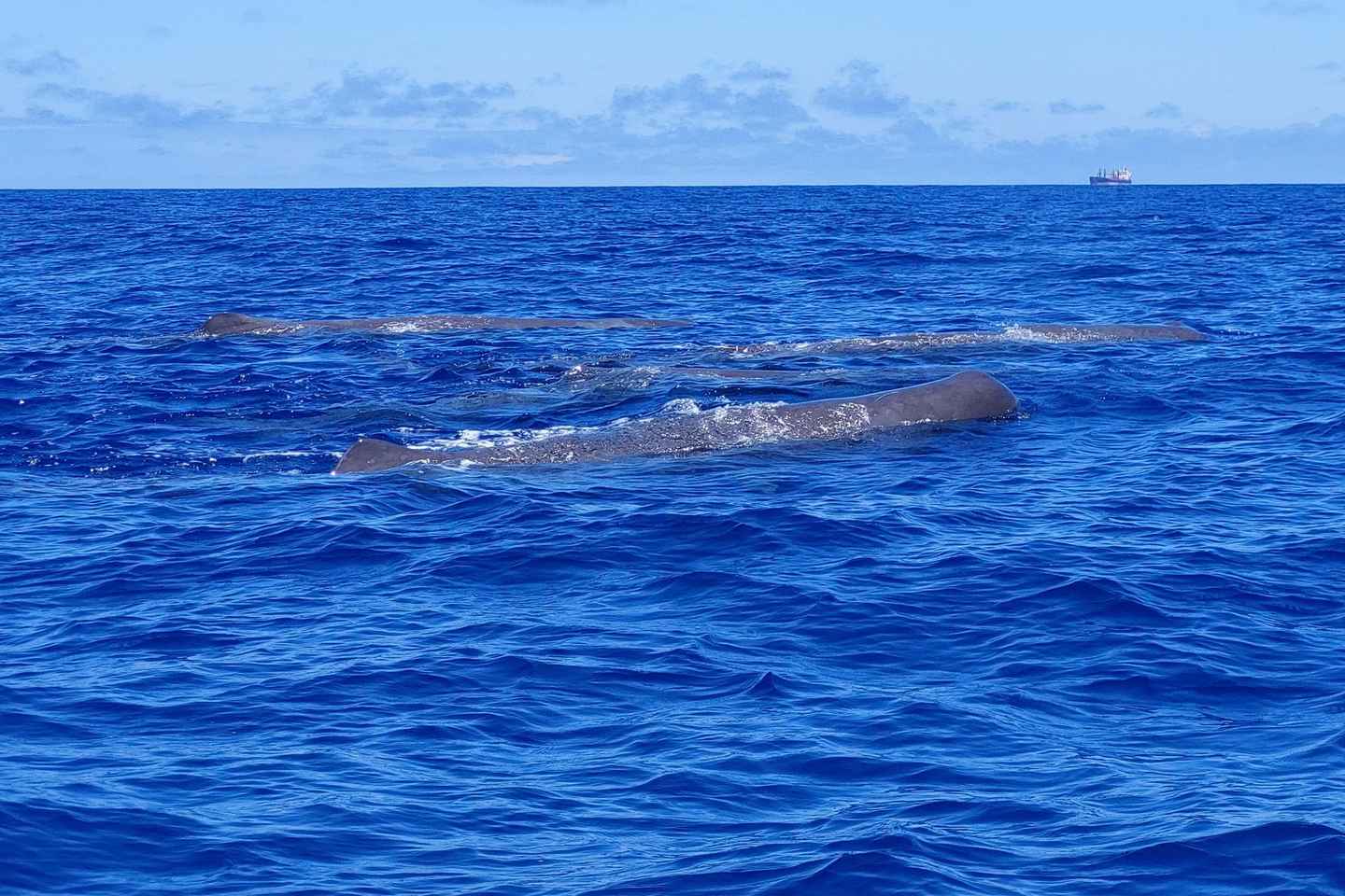 São Miguel, Azores: Whale and Dolphin Watching Tour
