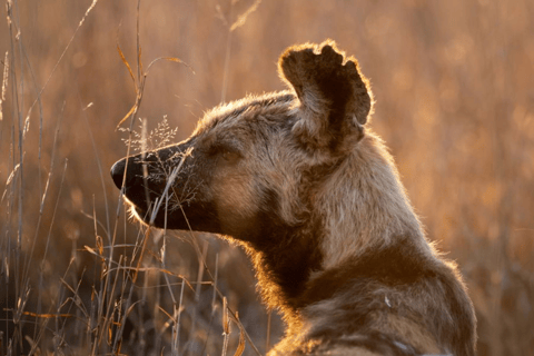 2-Day Sabi Sands Big Five Safari from Johannesburg