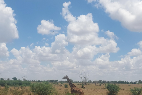 Mombasa:2-Day Tsavo East Wildlife Safari with Overnight Stay