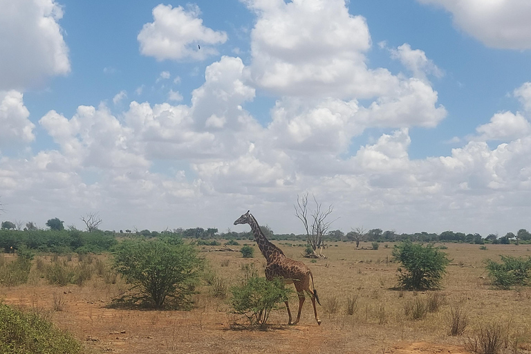 Mombasa:2-Day Tsavo East Wildlife Safari with Overnight Stay