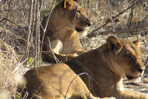 2-Day Falls Tour & Hwange National Park Adventure French 2-Day Falls Tour & Hwange National Park Adventure