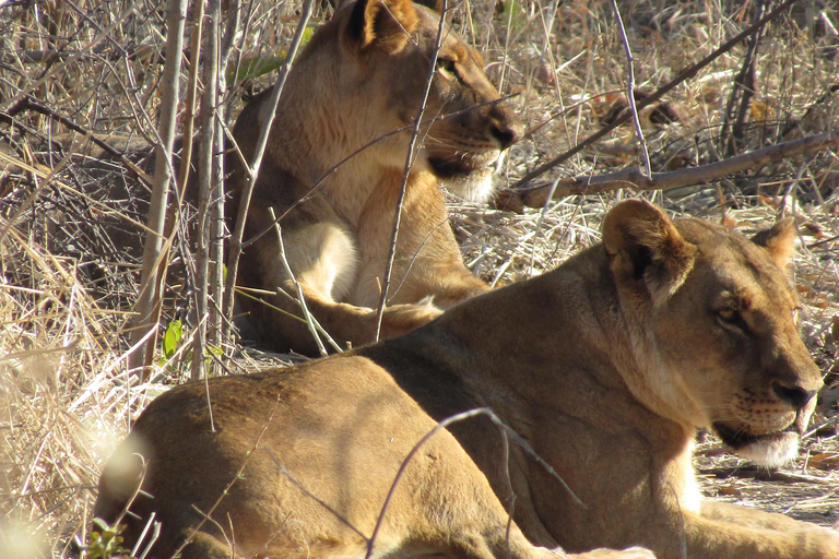 2-Day Falls Tour & Hwange National Park Adventure French 2-Day Falls Tour & Hwange National Park Adventure