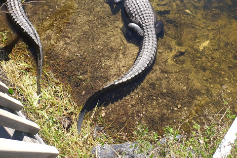 Miami: Everglades Eco Tour com transporte de luxo