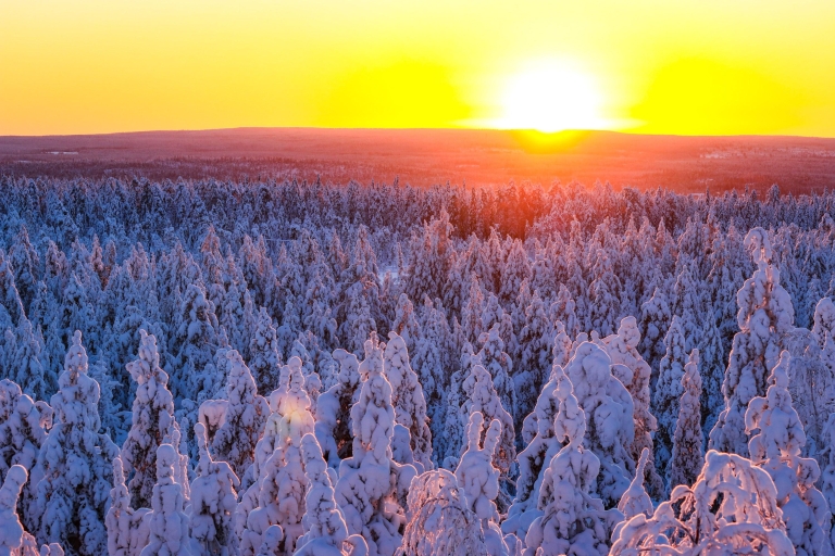 1-stündiges Schneemobil-Safari-Abenteuer in Rovaniemi