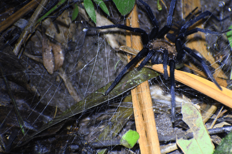 Tarapoto: Night Hike in the Amazon Rainforest