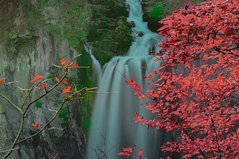 Tokio: Excursión privada de un día a Nikko con visita al Santuario de Toshogu