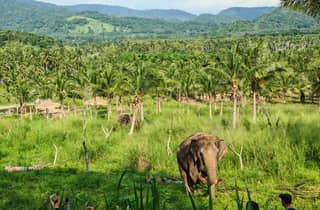 Von Pattaya aus: Tagestour zum Living Green Elephant Sanctuary