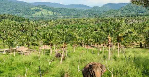 From Pattaya: Living Green Elephant Sanctuary Day Trip