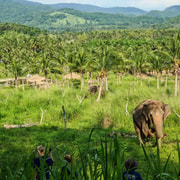 From Pattaya: Living Green Elephant Sanctuary Day Trip