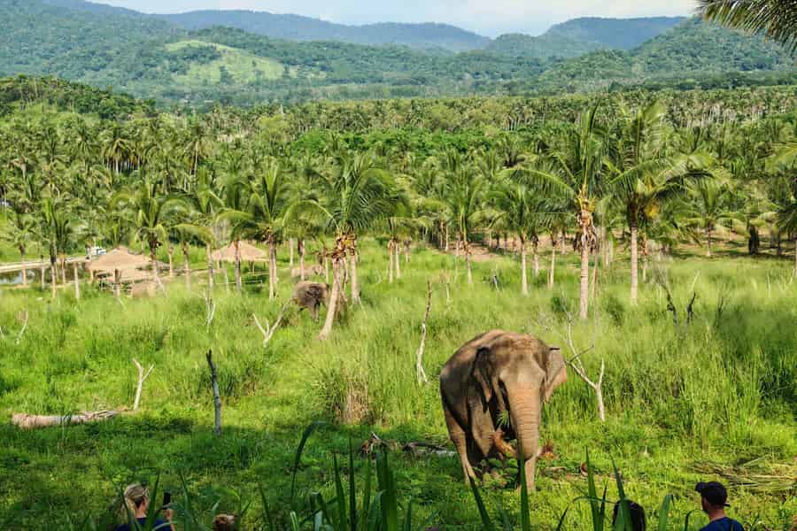 Von Pattaya aus: Tagestour zum Living Green Elephant Sanctuary. Foto: GetYourGuide