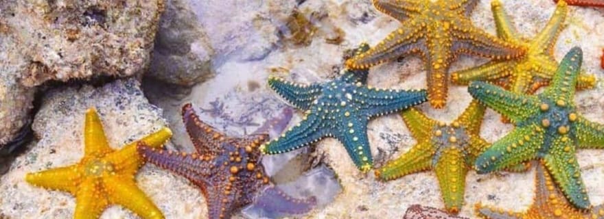 Zanzibar : tortues de la grotte de Salam et lagon bleu avec étoiles de mer