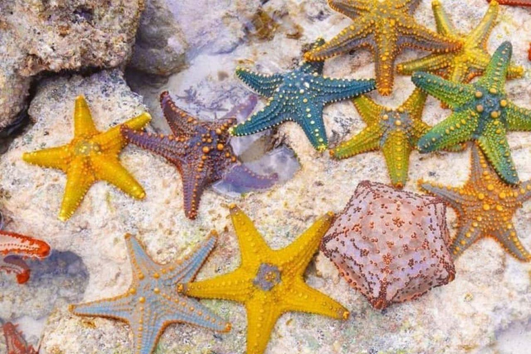 Zanzibar: Salam Cave Turtles & Blue Lagoon with Starfish Private tour with hotel transfer anywhere in Zanzibar.