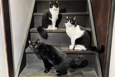 Kyoto:Ethical Cat Retreat & Matcha Whisking (Private/Shared) Shared 60 min (up to 6 guests) — Per person