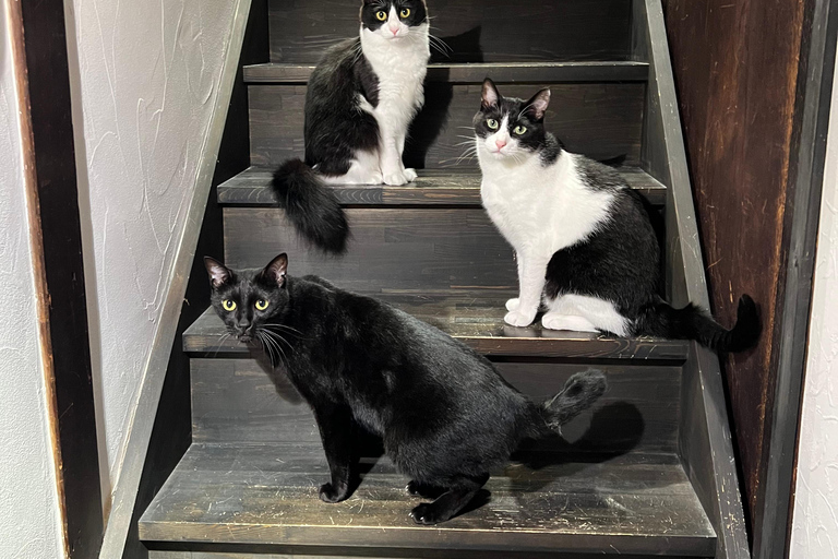 Kyoto:Ethical Cat Retreat & Matcha Whisking (Private/Shared) Shared 60 min (up to 6 guests) — Per person