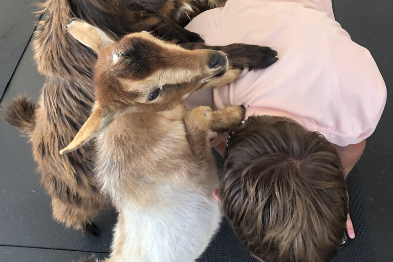 Goat Yoga Near Glacier National Park