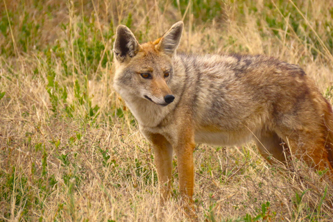 SERENGETI: 2-Days Fly-In Safari to Serengeti and Ngorongoro