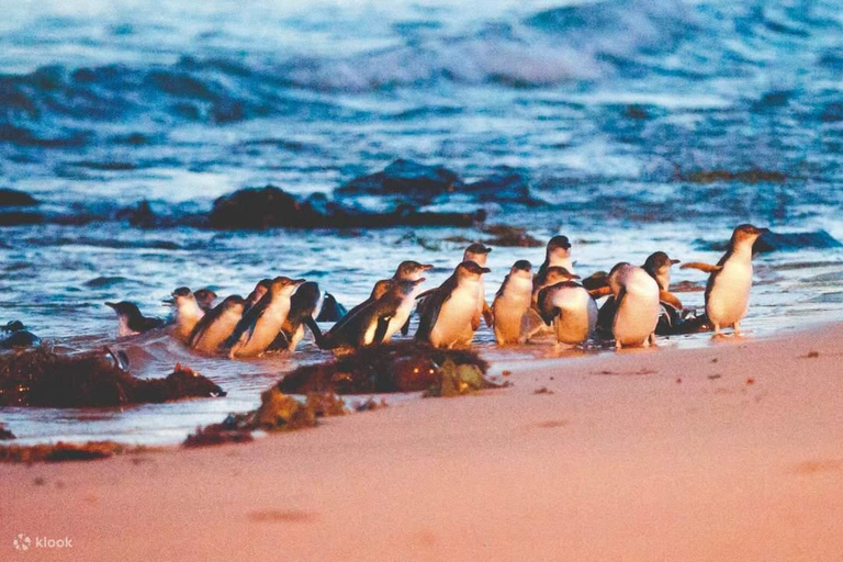 Phillip Island: Wine, Wildlife &amp; Penguins with Gourmet Feast