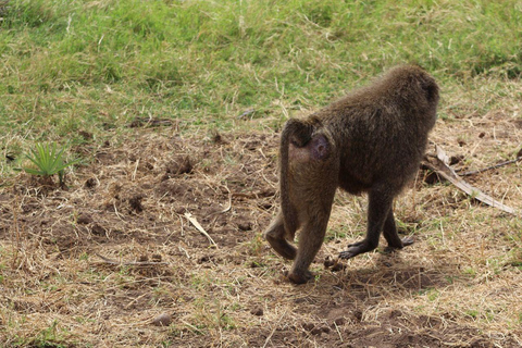 3 Days, 2 nights safari to Samburu National Reserve 3 Days private safari in a 4x4 Landcruiser jeep