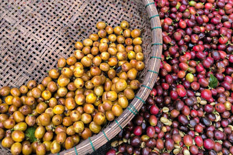 Dalat: piantagione di caffè, fabbrica di seta e tour culturaleDalat: tour tra piantagioni di caffè, fabbriche di seta e cultura