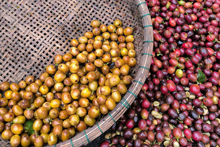 Dalat: piantagione di caffè, fabbrica di seta e tour culturaleDalat: tour tra piantagioni di caffè, fabbriche di seta e cultura