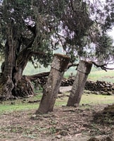 Lalibela -Kirchen Ganztages Tour & halbtages Wanderung nach Asheten - Housity