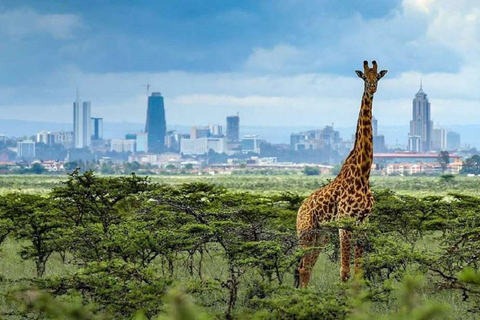 Parque nacional de Nairóbi, orfanato de elefantes, Giraffe Center.Parque de elefantes de Nairóbi, centro de girafas, passeio pelo Museu Blixen