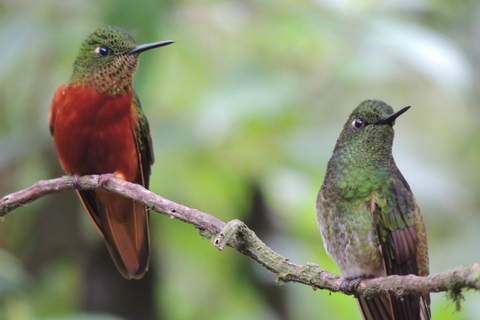 Quito: Papallacta Hot Springs and Hummingbirds' Farm Tour