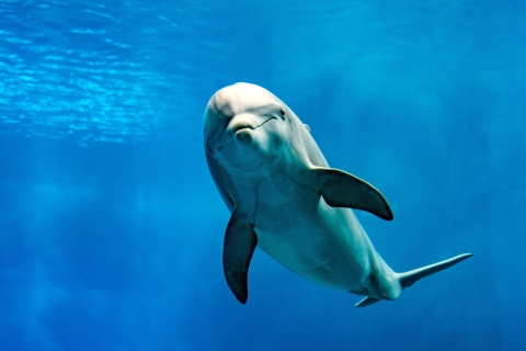 Bahía de Makadi: Tour en barco para avistar delfines con traslados privadosCrucero en barco, snorkel y almuerzo con traslado privado