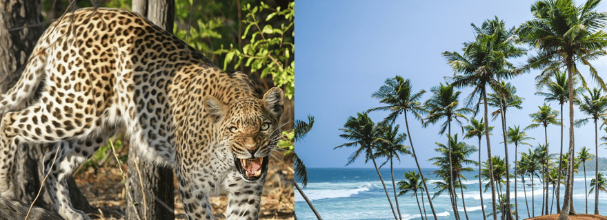 Au départ de Mirissa : excursion d'une journée à Yala avec entrée et repas gratuits