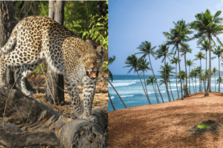 Tours de comida en Hambantota