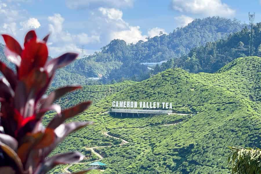 Von Kuala Lumpur aus: Cameron Highlands-Tour mit Mittagessen und Abholung. Foto: GetYourGuide