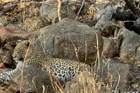 Vanuit Johannesburg: 6-daagse luxe Kruger Park safari