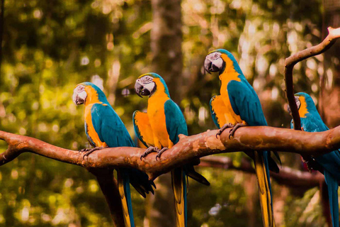 Visite guidée du parc ornithologiqueParc ornithologique + (guide et transport)