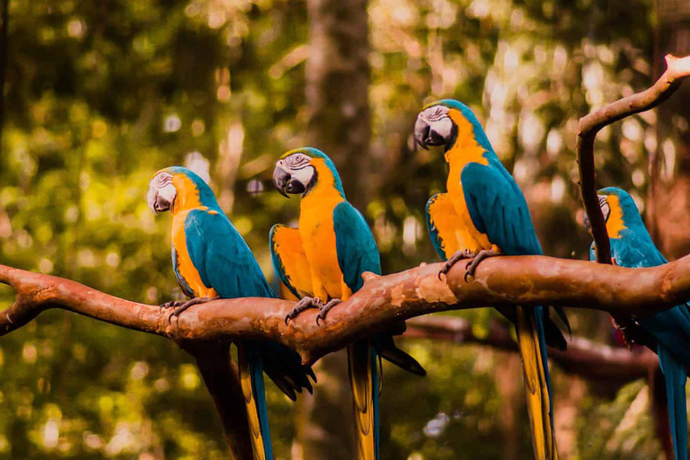 Guidad tur till fågelparken - VIP-turThe Bird Park+ (Guide och transport)