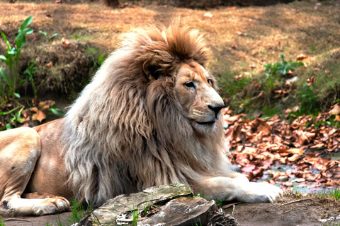 Depuis Santiago : Safari Park, une expérience sauvagePoint de rencontre : Encomenderos 260, Las Condes