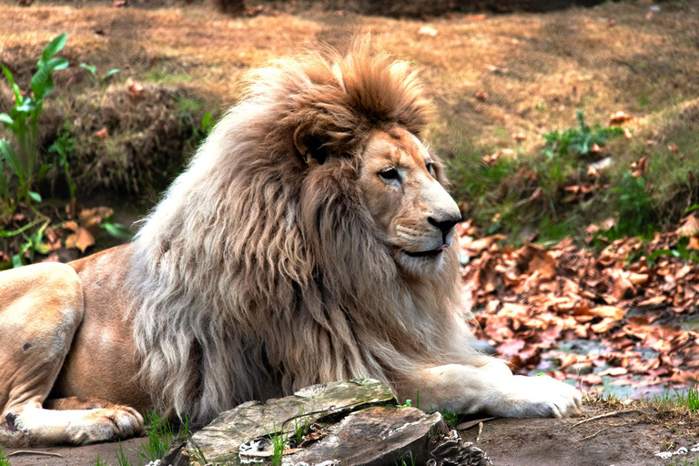 Depuis Santiago : Safari Park, une expérience sauvagePoint de rencontre : Encomenderos 260, Las Condes