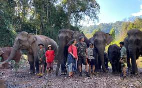 Elephant Home Sanctuary in Muang Thong Sayaboury Laos
