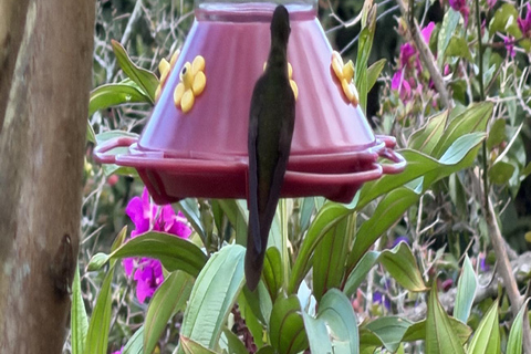 Bogotá Private Hummingbird Watching Tour with transportation