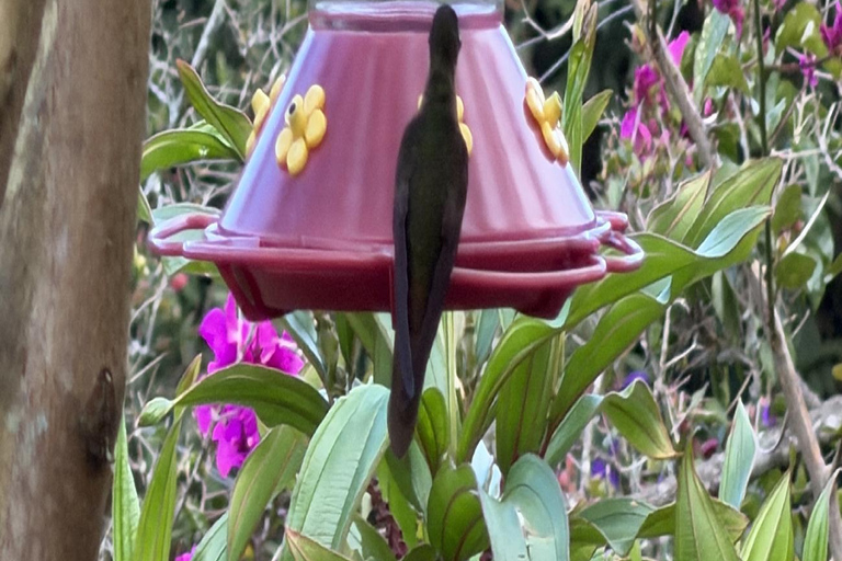 Bogotá Private Hummingbird Watching Tour with transportation