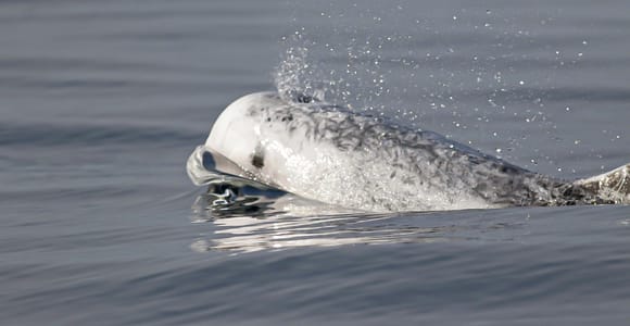 Terceira: Local Whaling Heritage & Whale Watching Experience