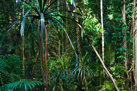 Cairns: Daintree Rainforest & Cape Tribulation Minibus Tour Cairns CBD Hotel Pickup