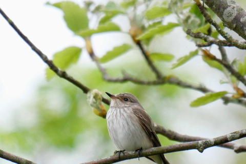 May 2025 Denmark: Birding Tour with Skagen Fuglefestival